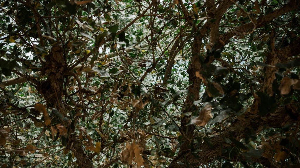 a large tree with lots of leaves on it