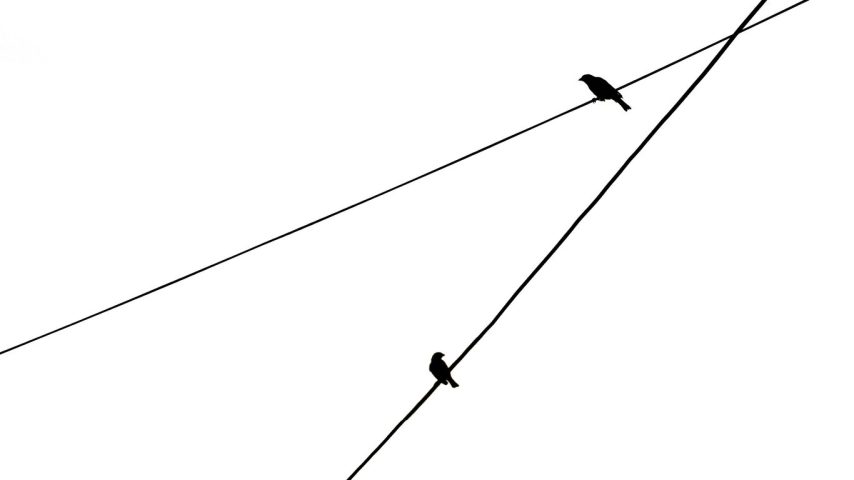 a couple of birds sitting on top of a power line